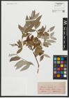 Foto von Salix alba L.